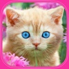 Kitty : Logic Game for Toddlers & Preschool Kids