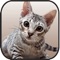 Wild 3d Cat Hunter Simulator-Free Fun Gluten Games