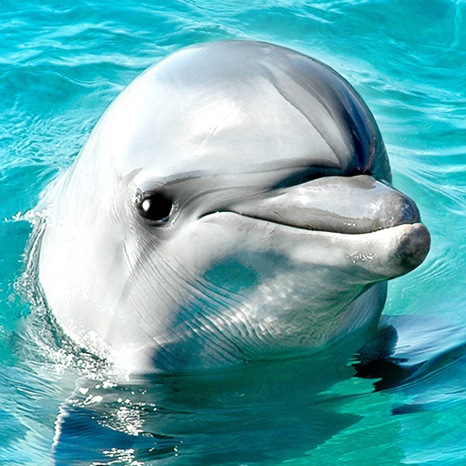 Lovely Dolphins Slideshow & Wallpapers icon