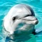 Lovely Dolphins Slideshow & Wallpapers