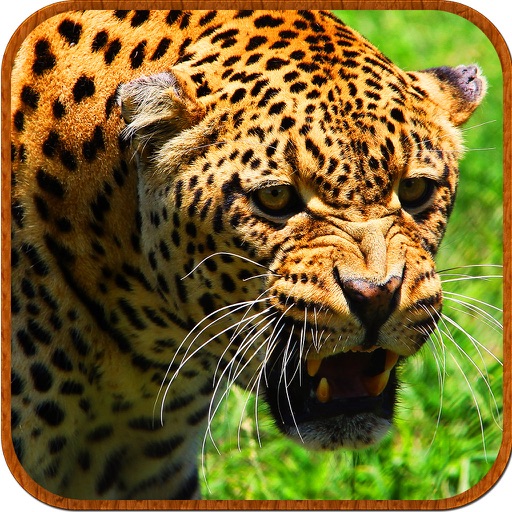 Deadly Wild Leopard Last Attack Pro Icon