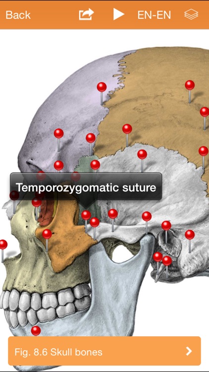 Sobotta Anatomy Atlas Free