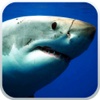Angry Great Shark Evolution Underwater Pro - 2016 Jaws Sharks Attack Adventure Games Free