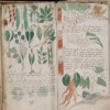 Voynich Manuscript!