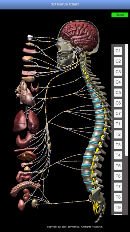3D Nerve Chart