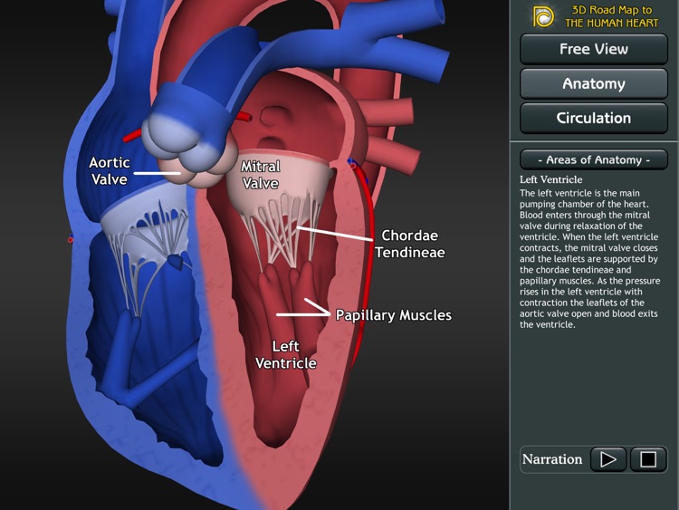 3D Road Map to the Human Heart