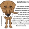 Tips for Traning Dog Pro