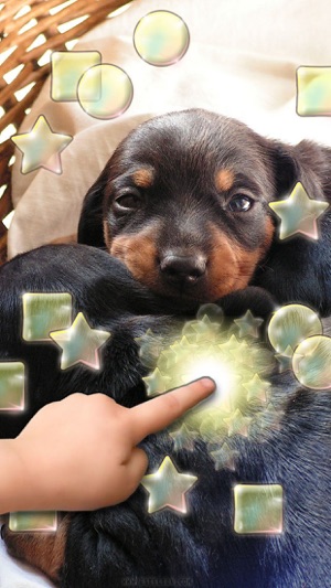 Little Dachshund Dogs - Slideshow & Wallpapers HD(圖1)-速報App