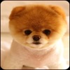 Cute Pomeranian dog wallpaper