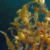 Sargassum