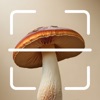 Mushroom AI: Fungus Identifier