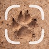 Animal Tracks Identifier