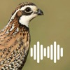 Hunting Calls: Quail