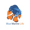 Blue Marine Life Qatar