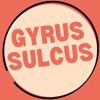 GYRUS SULCUS