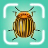 AI Bug Identifier - Insect ID