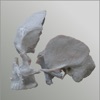 3D Osteology