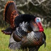 Turkey Hunting Calls App