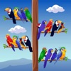 Birds Sort Puzzle Game