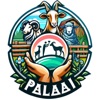 Palaai