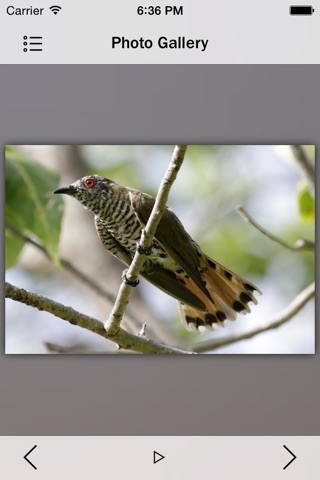 Cuckoos - Bird Guru screenshot 3