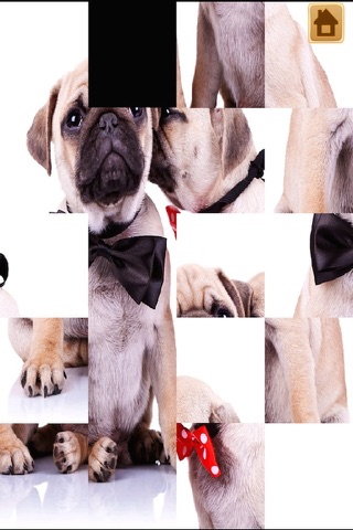A Cute Dogs Slide Puzzle Pro - Silly Shih Tzu, Terriers and Bulldogs Posing For The Camera screenshot 2