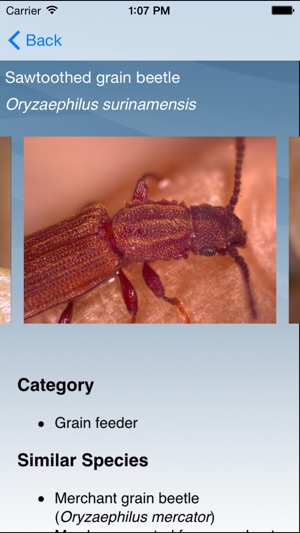 Insects in Stored Grain(圖3)-速報App