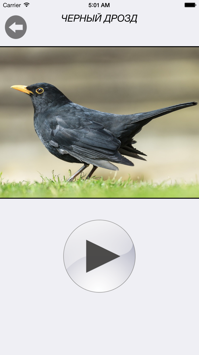 Птицы России - золотые голоса родной природы free version