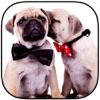 A Cute Dogs Slide Puzzle Free - Silly Shih Tzu, Terriers and Bulldogs Posing For The Camera