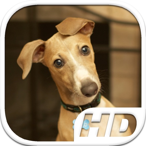 Greyhound Simulator HD Animal Life