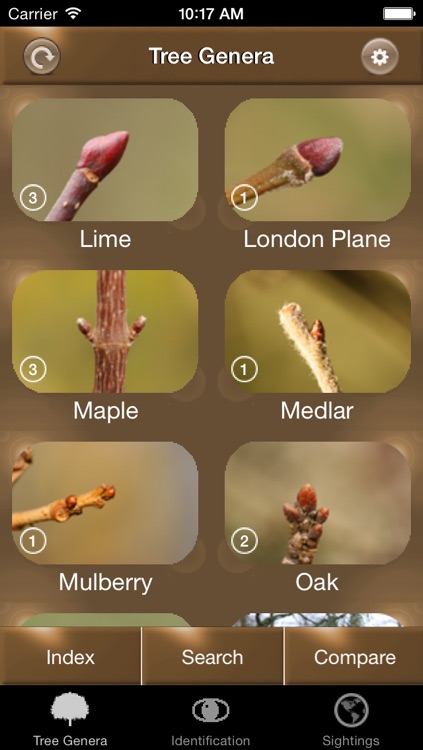 Winter TreeId - British Isles Tree Guide