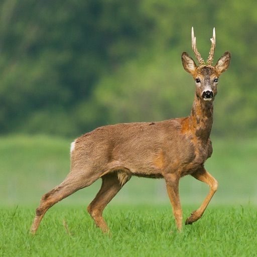 Deer Hunting Sniper Pro Adventure Safari icon