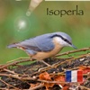 Oiseau ID France - Apprenez à reconnaître les oiseaux dans la nature et dans votre jardin