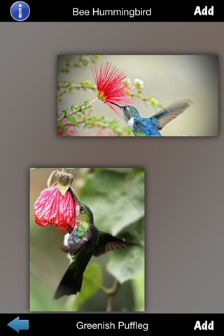 Hummingbirds Guide screenshot 3