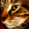 Amazing Cats Wallpapers