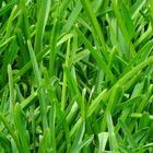 Top 17 Lifestyle Apps Like Grass Wallpapers - Best Alternatives
