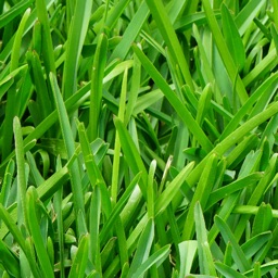 Grass Wallpapers