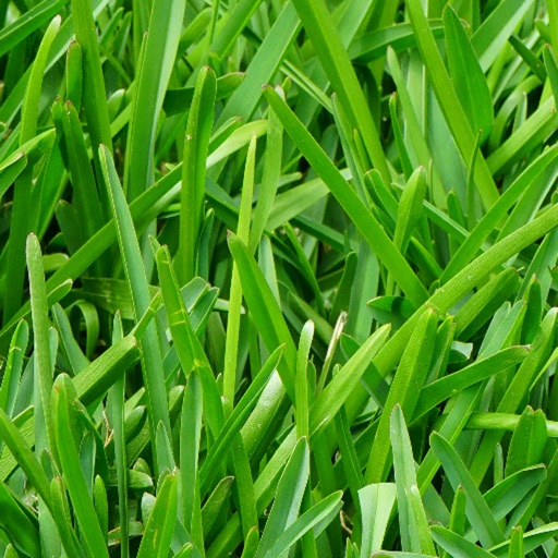 Grass Wallpapers iOS App