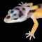 “LEOPARD GECKO PRO" is a photographic reference guide to the genetic morphs of leopard geckos by the world’s leading authority on this fascinating and diverse species of lizard