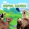 Animal Sounds for babies and children