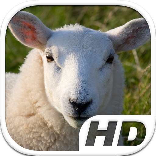 Sheep Simulator HD Animal Life icon