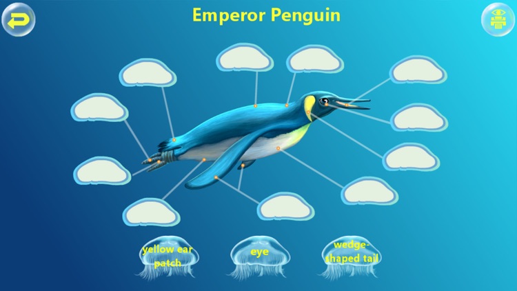 Amazing Ocean Animals- Educational Learning Apps for Kids screenshot-3