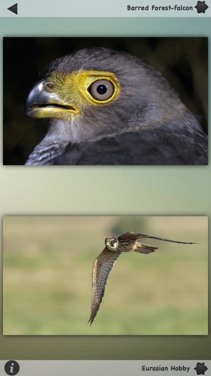 Falcons and Caracaras Guru