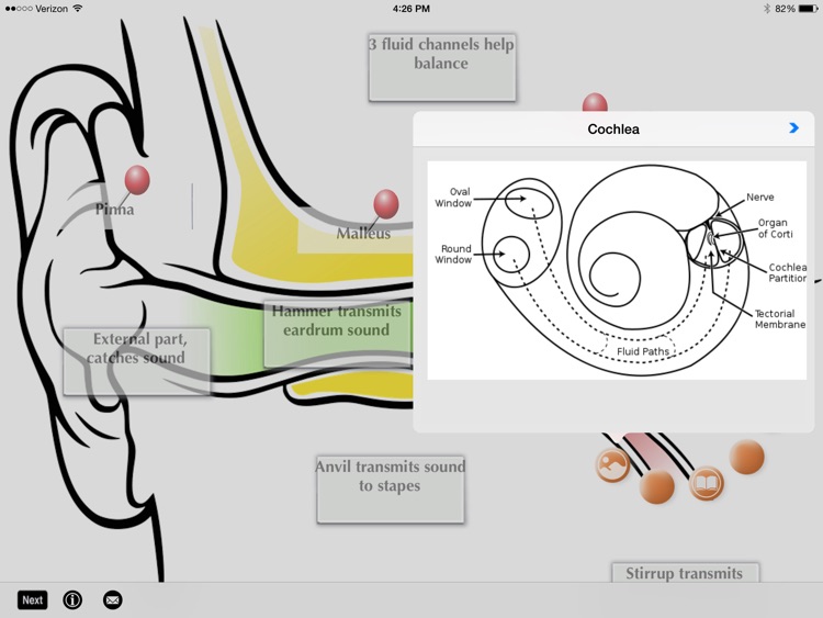 SLC: Anatomy and Physiology screenshot-3