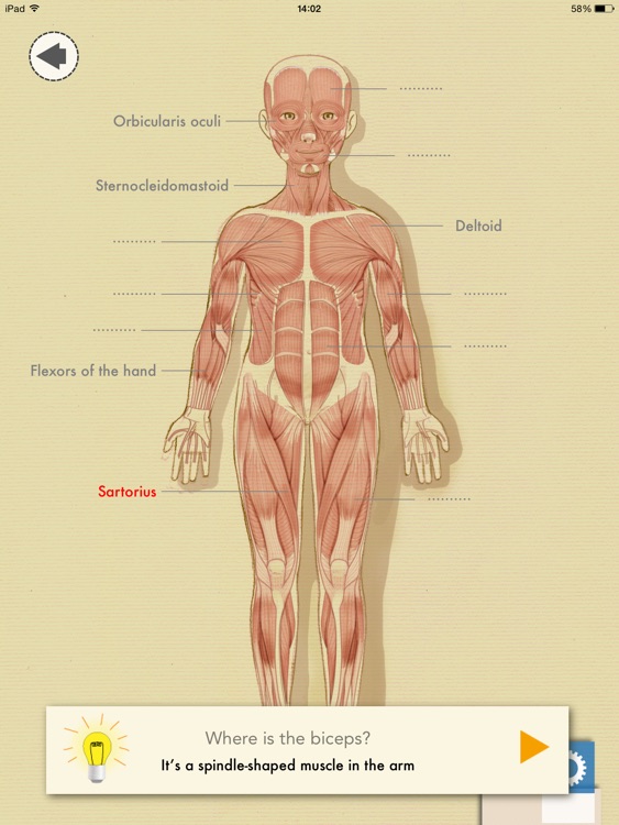 muscles of the human body for kids