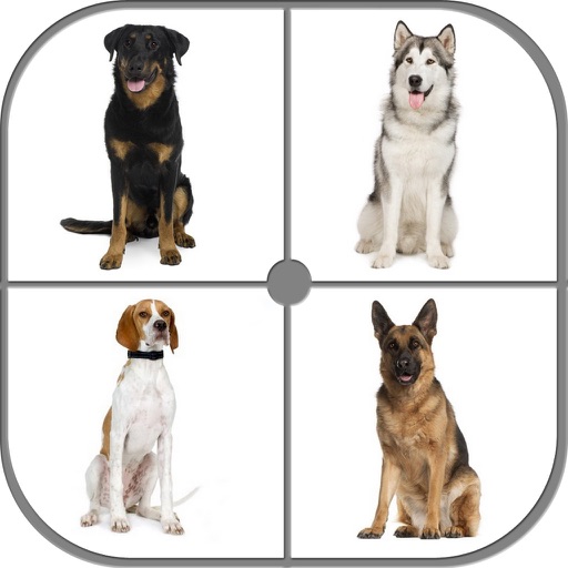 Guess Dog - Dog Breeds Quiz!