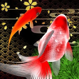 Sakura Goldfishing