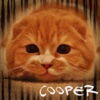 Cooper Cat Club