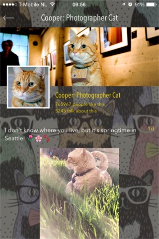 Cooper Cat Club screenshot 2