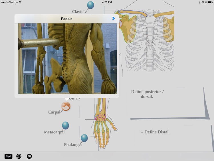 SLC: Anatomy and Physiology